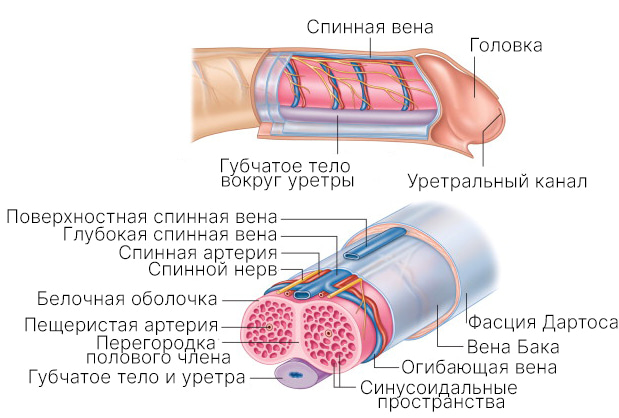 sosudy-polovogo-chlena.jpg