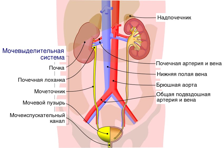 mochevydelitelnaya-sistema-cheloveka.jpg